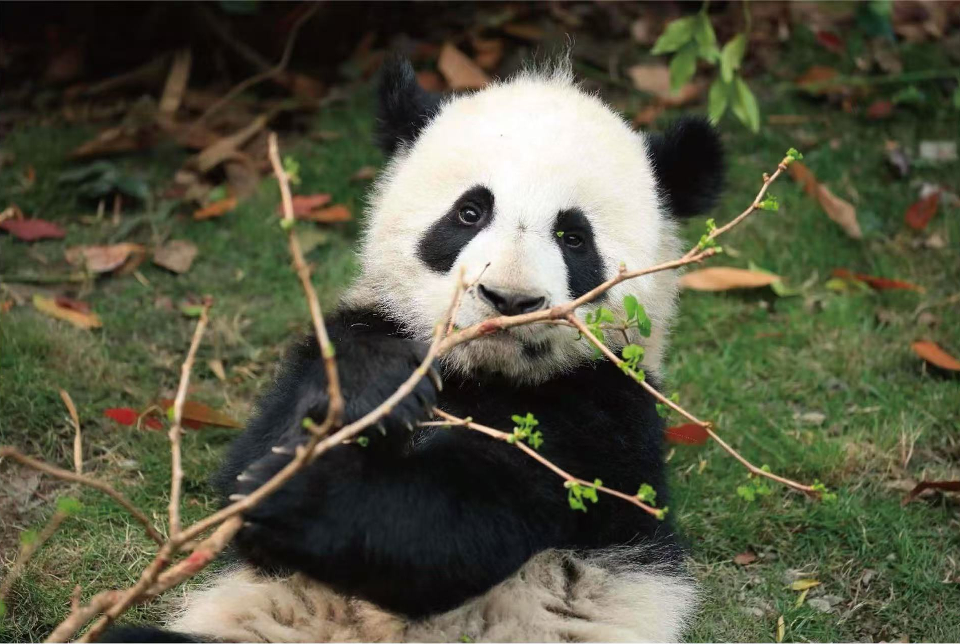 ChaPanda's global ambassador, the panda 'Chacha (茶茶)'